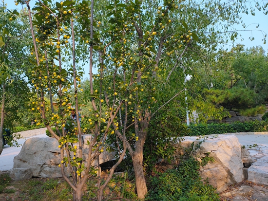 春華秋實(shí)之果實(shí)篇86