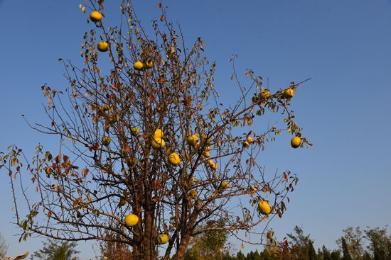 “醉美”重山秋（二）2