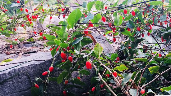 “醉美”重山秋（二）2