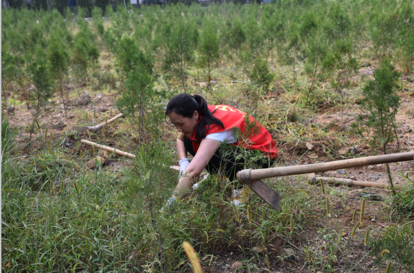 黨員動起來 環(huán)境靚起來——集團機關黨支部組織志愿服務活動22
