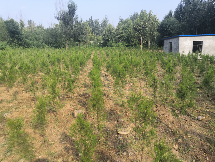 黨員動起來 環(huán)境靚起來——集團機關黨支部組織志愿服務活動22